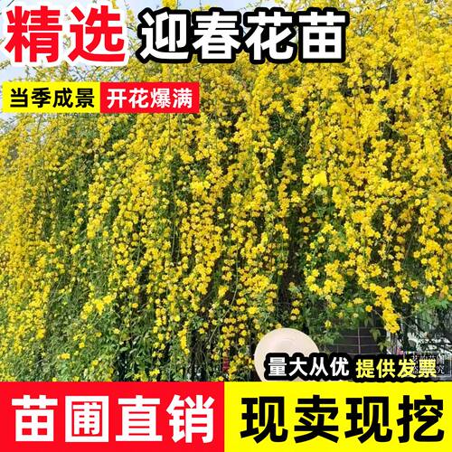 迎春花苗阳台盆栽庭院河堤垂吊爬藤植物工程绿化云南黄馨报春花苗