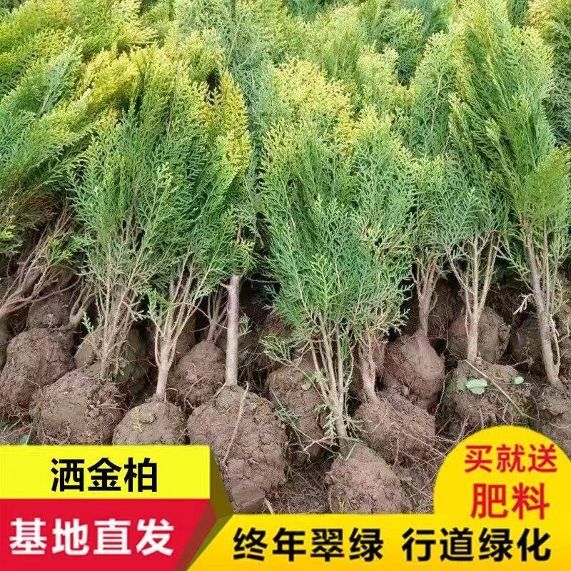 洒金柏树苗松柏苗木盆栽地栽花卉庭院绿化植物黄金柏原生香松扁柏图片