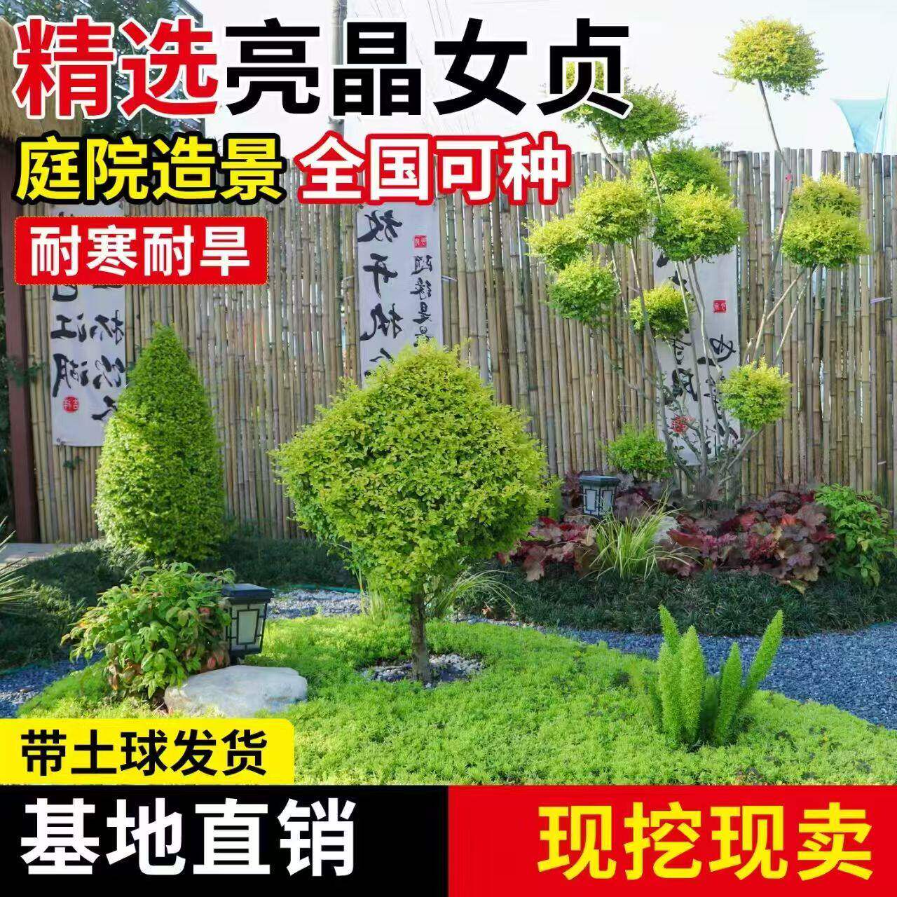 亮晶女贞棒棒糖川金滇蜡树苗小叶柠檬之光冬青先令球庭院花镜植物