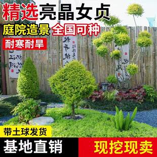 亮晶女贞棒棒糖川金滇蜡树苗小叶柠檬之光冬青先令球庭院花镜植物