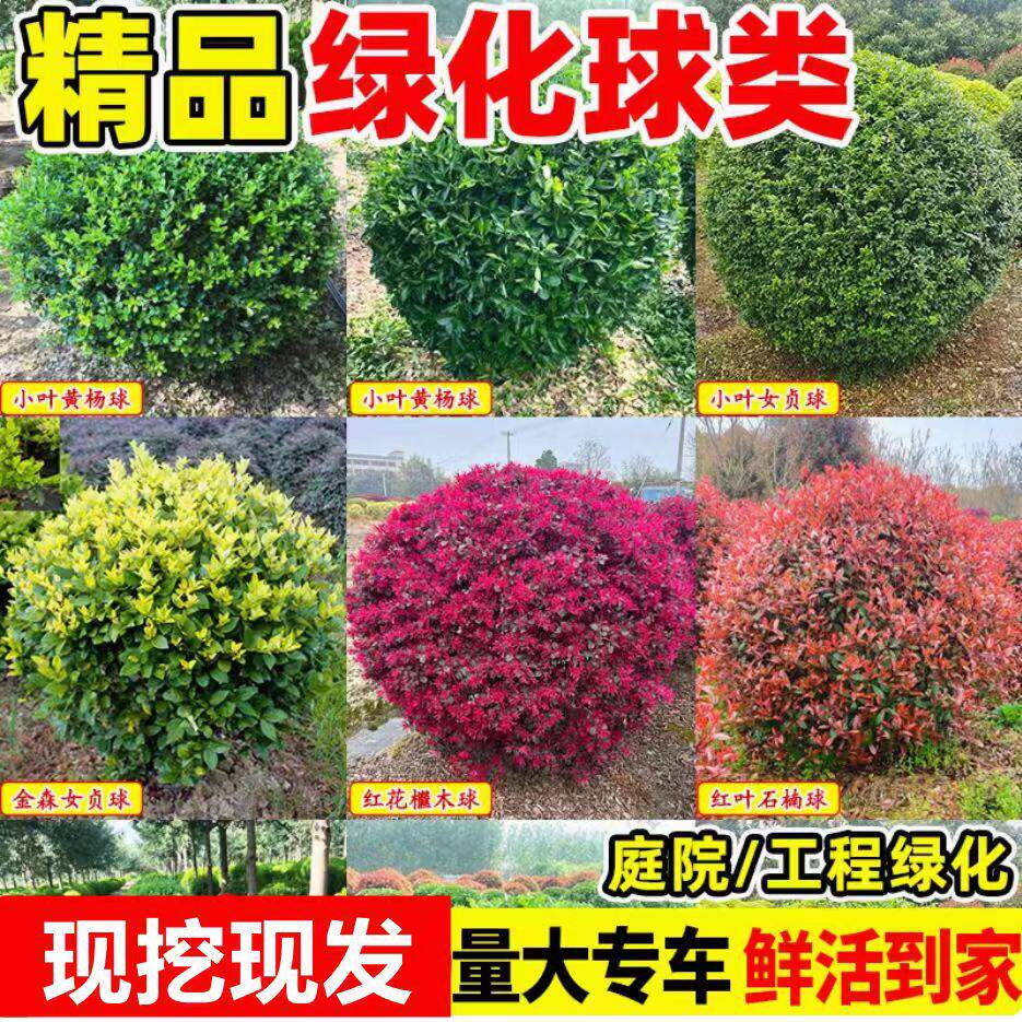 大叶黄杨球树苗庭院绿化带冬青球形小叶女贞瓜子金森园林工程苗木