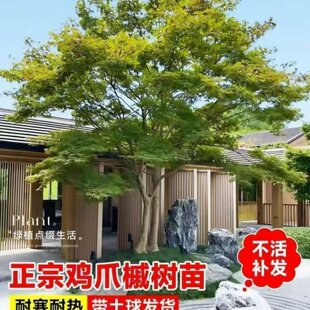 鸡爪槭树苗四季青枫树苗庭院植物盆栽绿化苗木老桩鸡爪槭盆景小苗