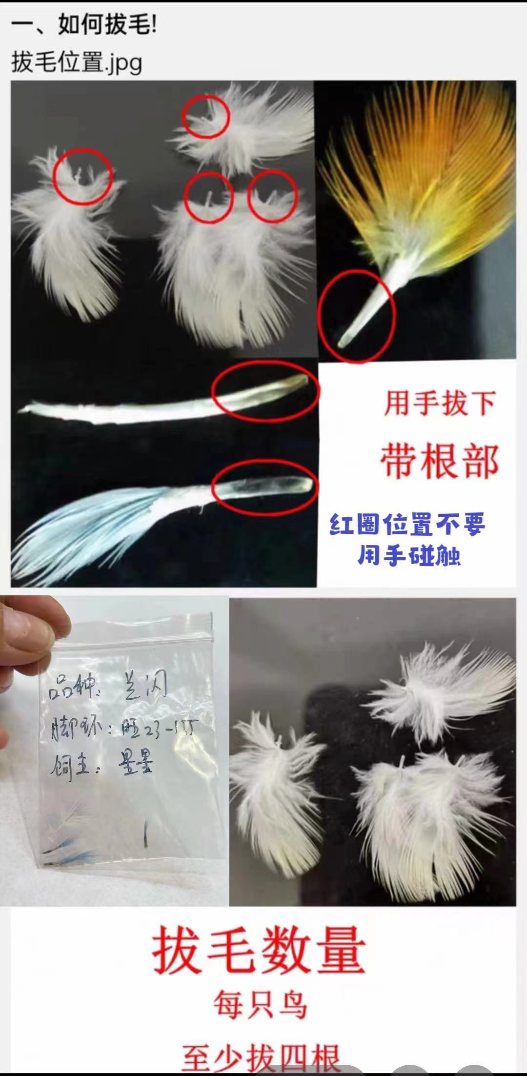 验卡测公母验性别牡丹玄凤大头虎皮玄凤鹦鹉鸽子等各种鸟禽类