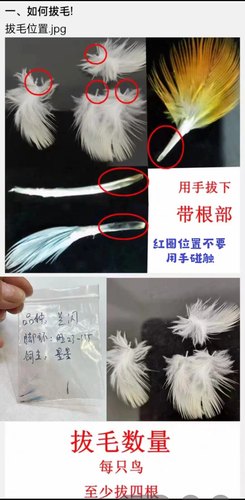 验卡测公母验性别牡丹玄凤大头虎皮玄凤鹦鹉鸽子等各种鸟禽类