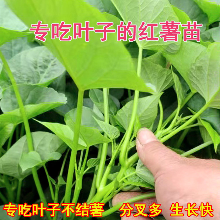 红薯叶红苕叶苗正宗红薯叶种植蔬菜食叶型专门吃叶子