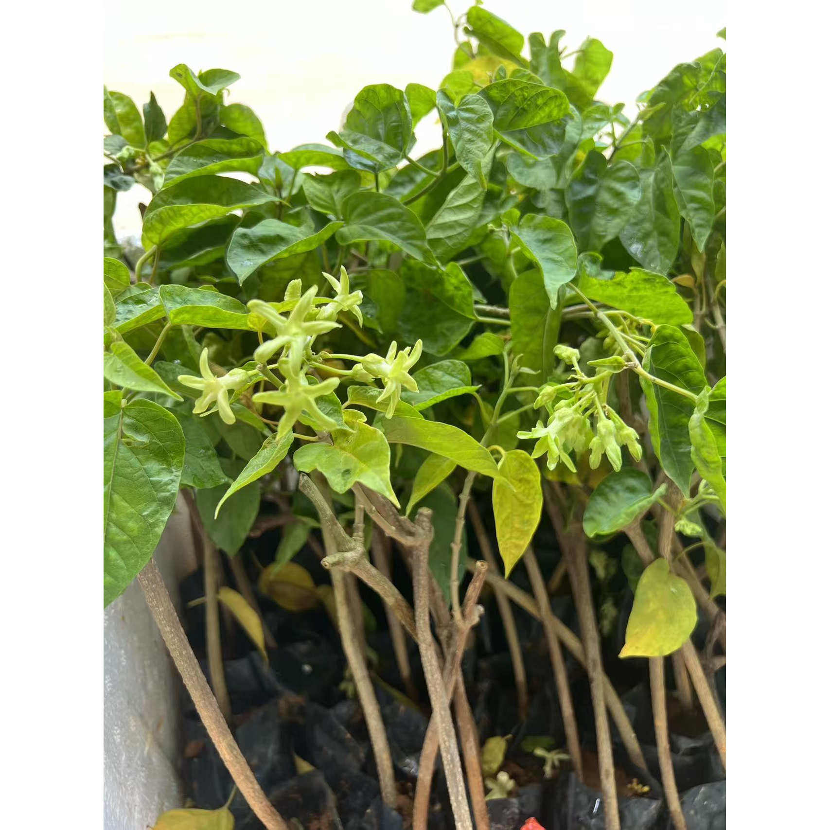 可食用爬藤夜来香花带土阳台庭院室外藤本植物夜兰香夜香花苗盆栽