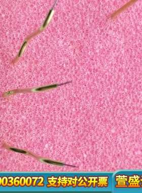 cascade microtech康思德晶圆5微米芯片探