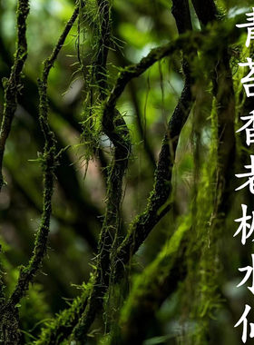 不是科技枞轻火弥陀岩武夷岩茶60年老枞水仙薄荷味青苔回甘不还价