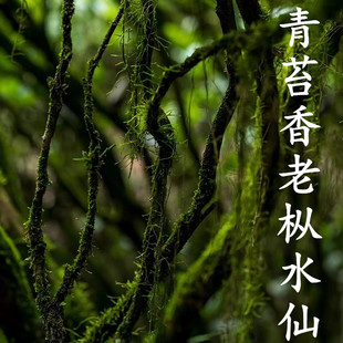 不是科技枞轻火弥陀岩武夷岩茶60年老枞水仙薄荷味青苔回甘不还价