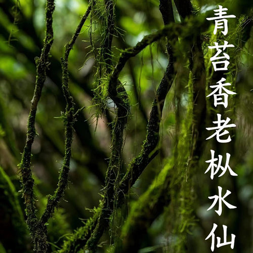 不是科技枞轻火弥陀岩武夷岩茶60年老枞水仙薄荷味青苔回甘不还价