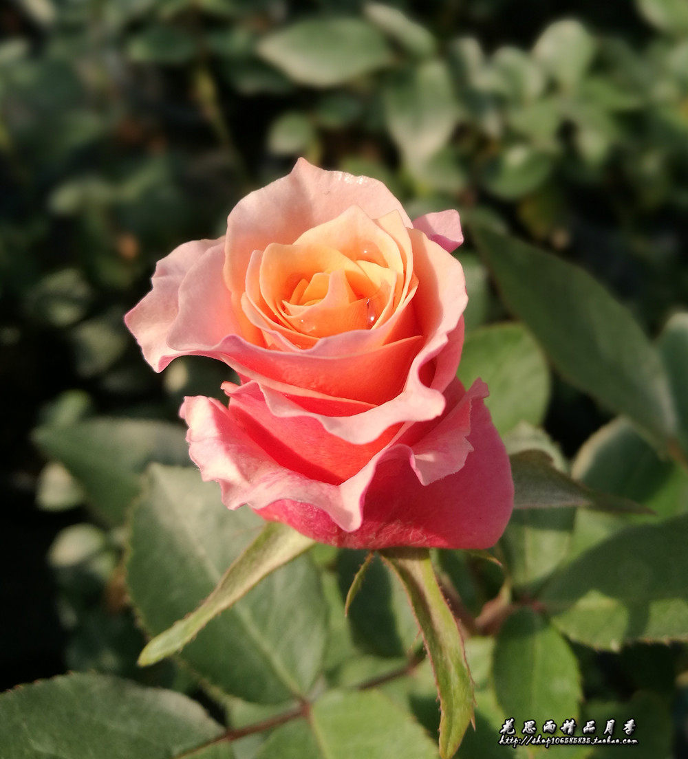 花思雨【桃色梅拉】梅拉系列新品切花月季直立勤花抗病少刺耐热