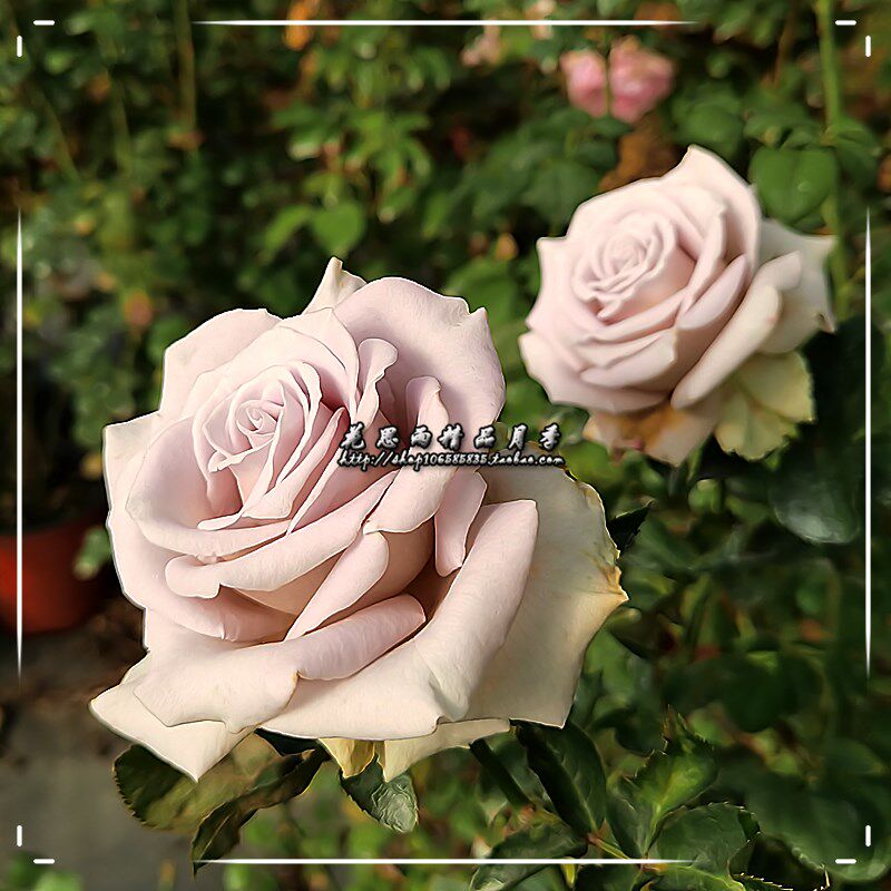 花思雨【云/云裳】日系新品切花大花月季复古色勤花耐开耐热抗病