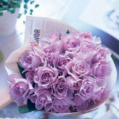 花思雨【朦胧紫】日系河本系列浓香大花月季勤花抗病玫瑰盆栽绿植