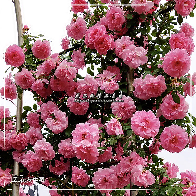 花思雨【寒粉/粉蝶】辽吉黑东北抗寒藤本月季抗病庭院绿植盆栽苗