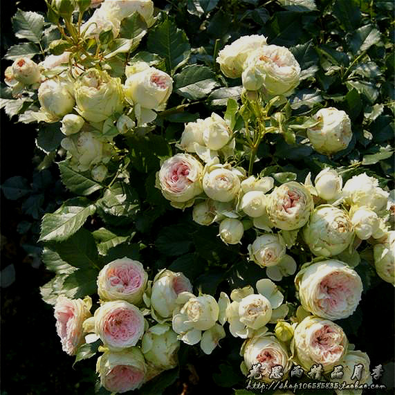花思雨【绒球门廊】德国柯德斯丰花月季矮壮多头抗病盆栽庭院绿植