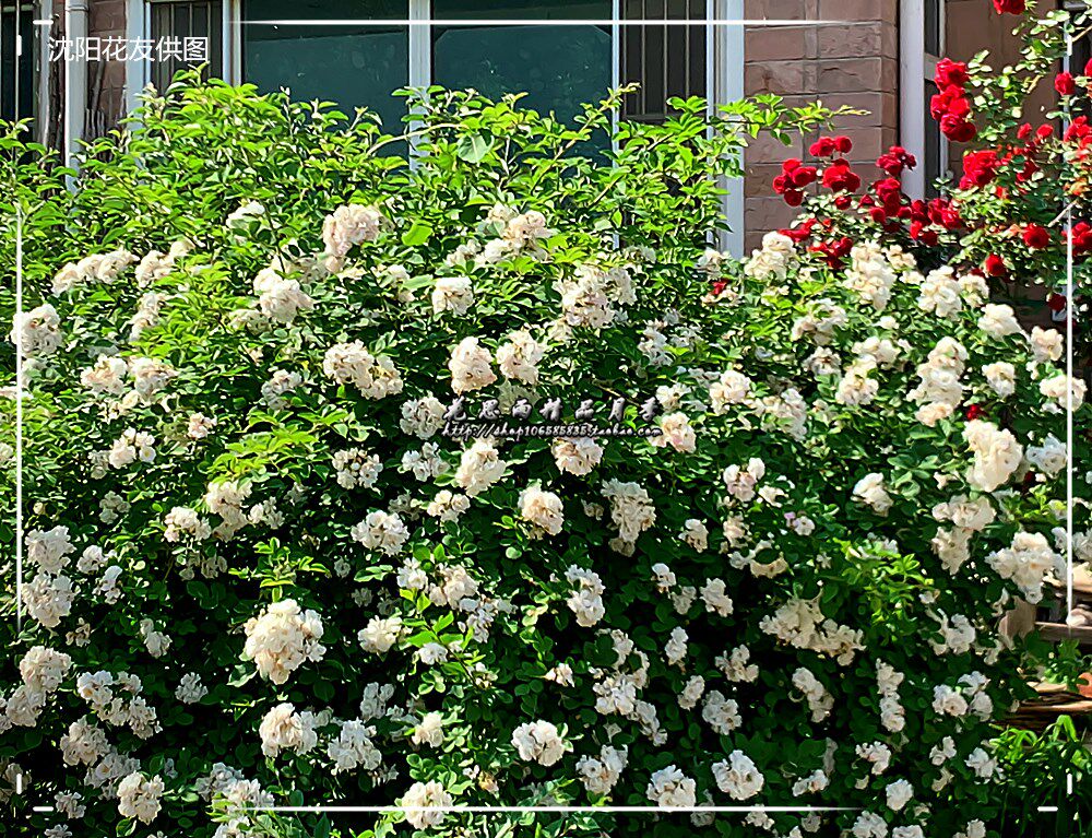 花思雨【白玉堂】东北抗寒蔷薇花量大浓香耐开耐晒抗病庭院绿植