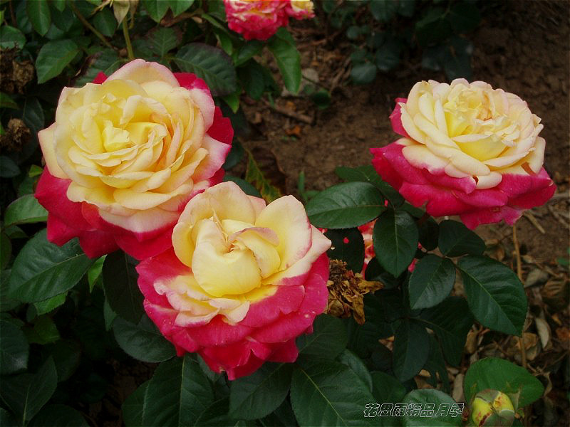 花思雨【爱与和平】经典没药香味大花月季勤花抗病直立耐开耐热