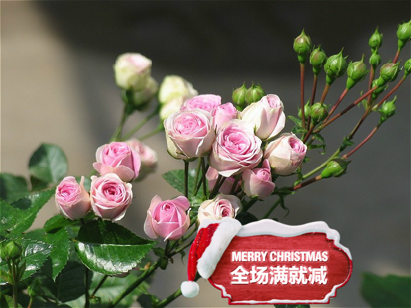 花思雨【花车】日系新品迷你多头丰花月季四季勤花绿植盆栽花卉