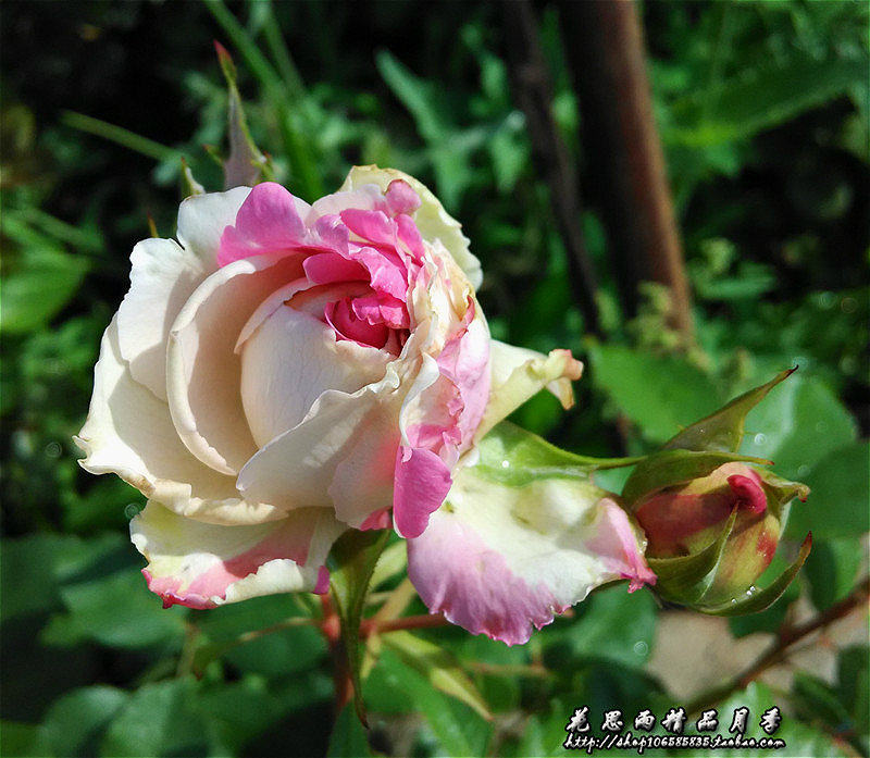 花思雨 伊芙系列新品浓香月季:大理石冻糕(marble parfait)