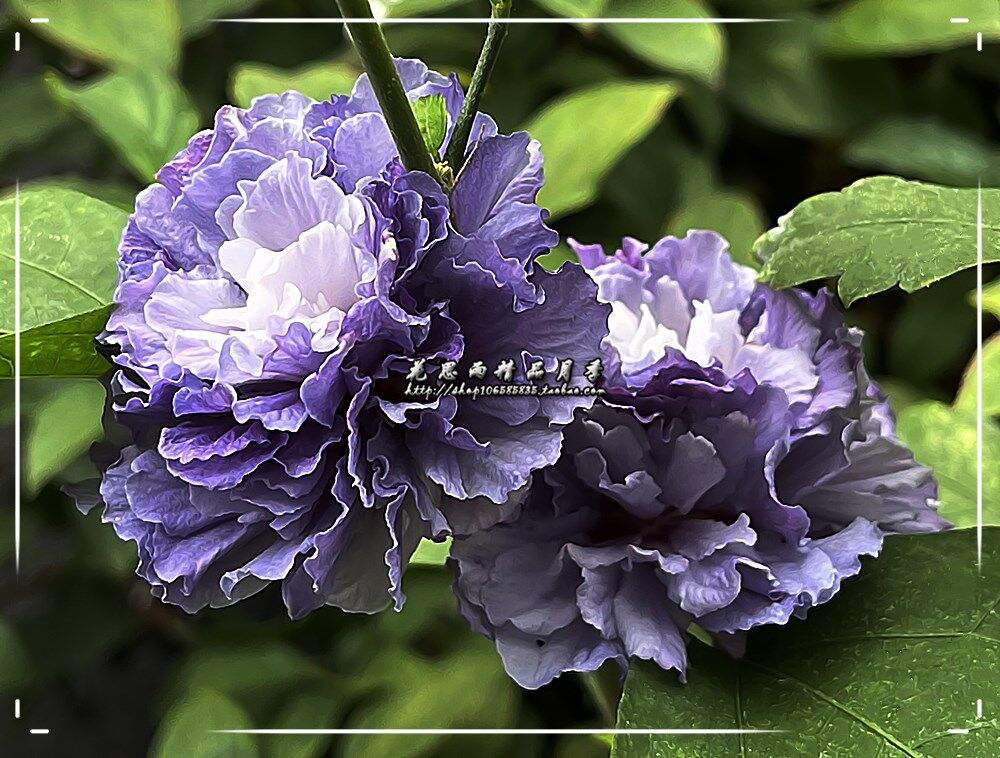 花思雨【紫玉】日系重瓣木槿蓝紫色系长势快勤花地栽盆栽庭院绿植