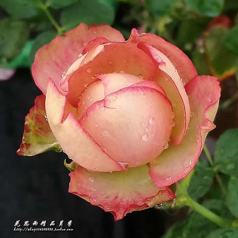 花思雨【地球末夜】日系复古色新品月季勤花耐开耐晒庭院绿植盆栽