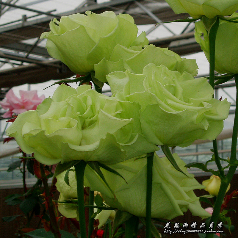 花思雨【绿野】绿色系国内自育大花月季勤花抗病直立超长花期庭院