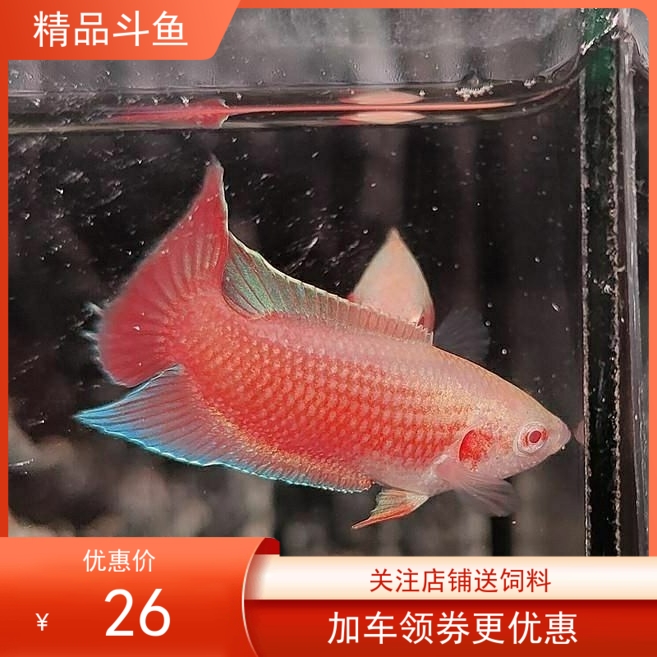 中国斗鱼 白化红 白化斗鱼小型观赏鱼 胭脂红斗鱼 冷水鱼无需打氧 宠物/宠物食品及用品 鱼 原图主图