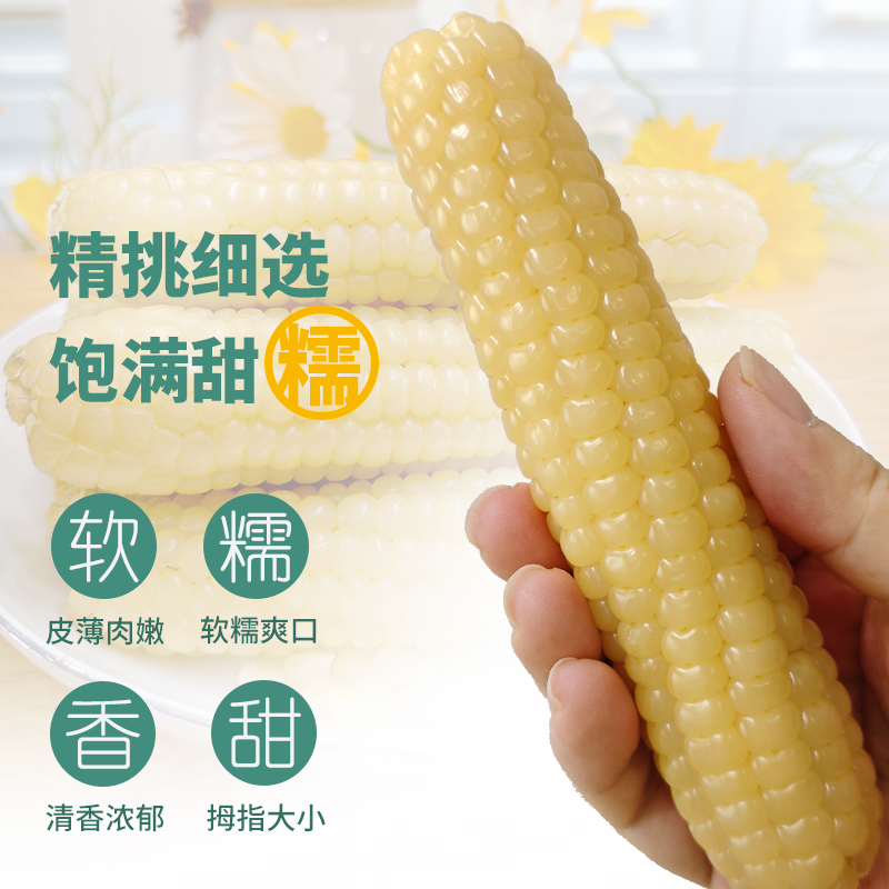 粗粮代餐西双版纳云南白拇指新鲜