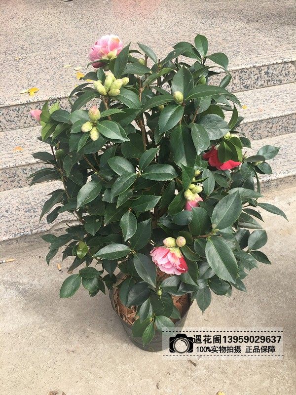 五色赤丹一树多色花盆栽茶花树苗带花苞室内阳台庭院四季绿植花卉