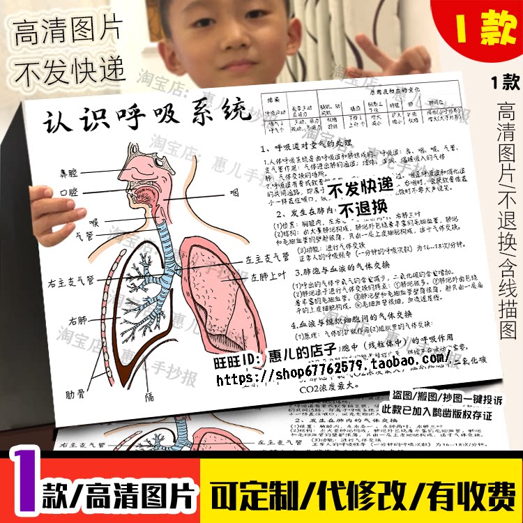 认识呼吸系统手抄报七年级初中生物呼吸系统电子小报模版线稿涂色