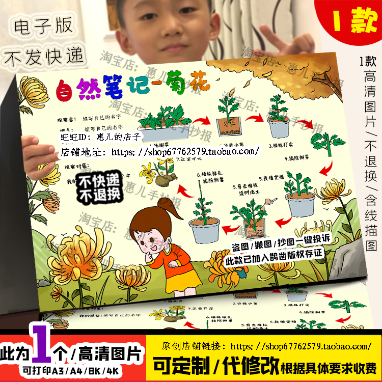 菊花成长自然笔记手抄报菊花植物观察日记电子小报黑白线稿涂色
