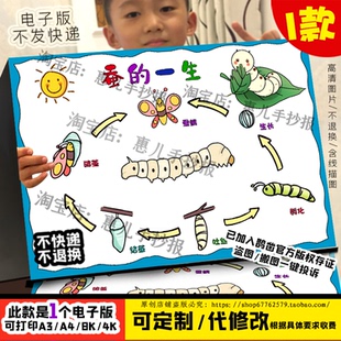 蚕的一生手抄报模板小学生蚕生长过程蚕宝宝成长记涂色线稿儿童画