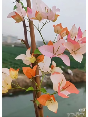 东北发货盆苗三角梅同安红橙口红绿樱漳红樱塞弗里变色龙三色马斯