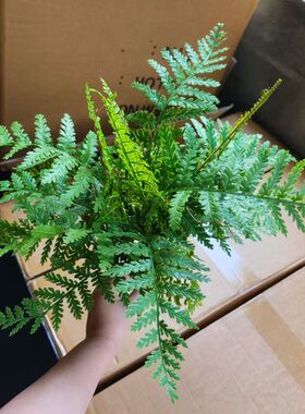高品质手感大蕨叶蕨草蕨类植物造景绿植壁挂墙面垂吊假草插花设计