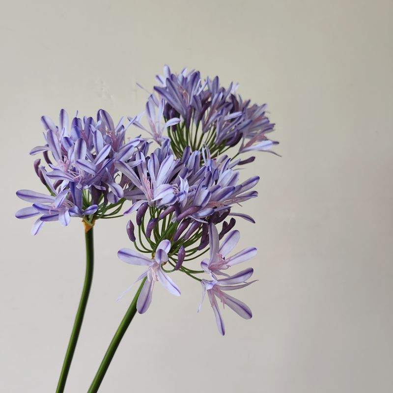 欧式仿真花百子莲室内客厅餐桌摆件软装陈设样板间装饰花摄影道具