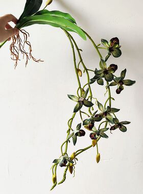 仿真千鸟兰婚庆布置家居装饰蜘蛛兰千鸟蓝藤兰花盆景石斛兰小蕙兰