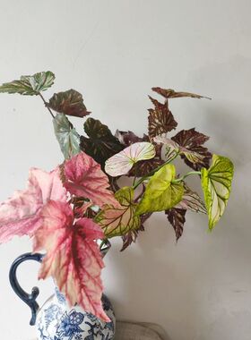 仿真红色叶材 造景海棠叶绿植配草 家居装饰花 单枝假花摄影道具