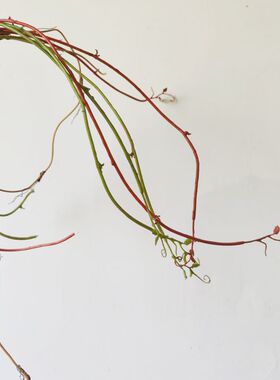 仿真树藤 室内插花装饰植物干枝树藤 户外塑料枯藤仿真干树枝垂枝