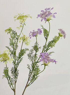 仿真花紫色 蕾丝 白飞香 蓝色花材 家居软装 花艺造景 摄影道具