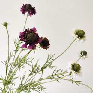 高仿真松虫草轮峰菊蓝盆花轮峰菊假花绢花 婚礼家居 餐桌花材配花