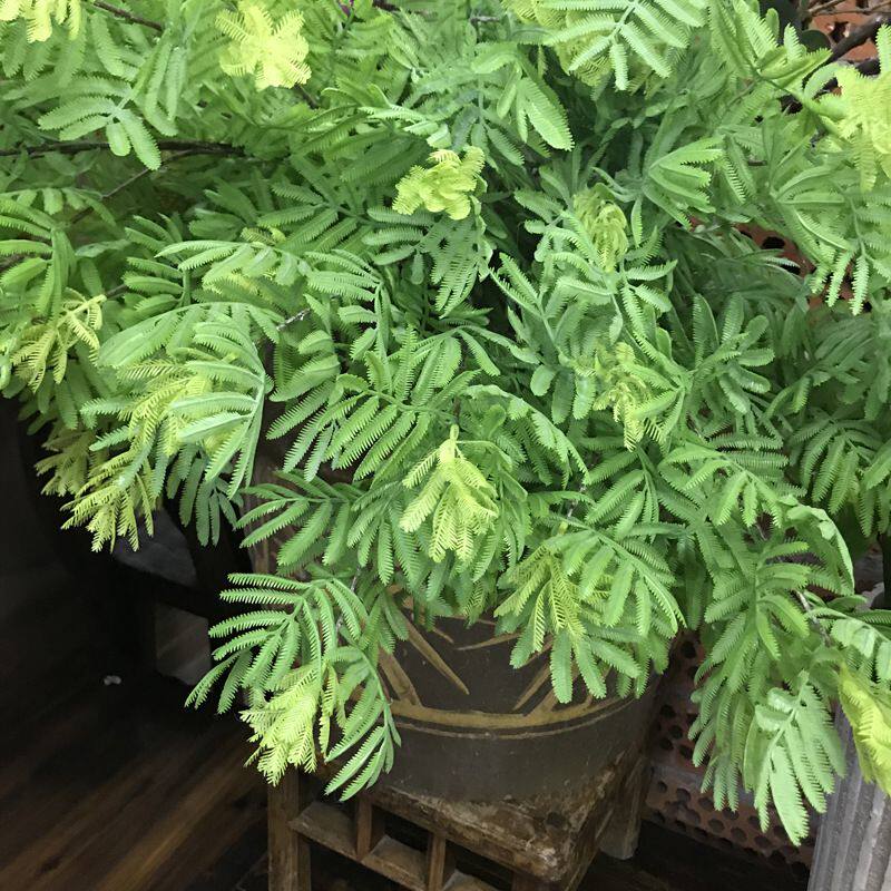 仿真高质含羞草造景布置绿植摄影道具家居摆放装饰塑料绿叶盆栽