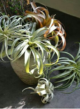 植物高档精致兰卡比塔塔老人须