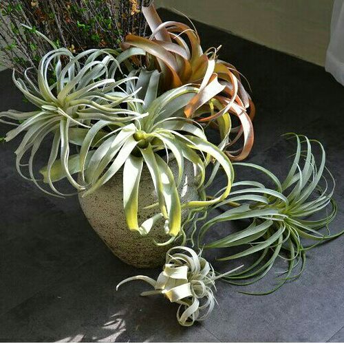 植物高档精致兰卡比塔塔老人须