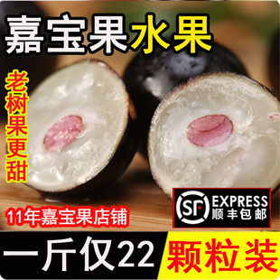 【老树果-更甜】沙巴嘉宝果鲜果树葡萄新鲜孕妇水果稀缺