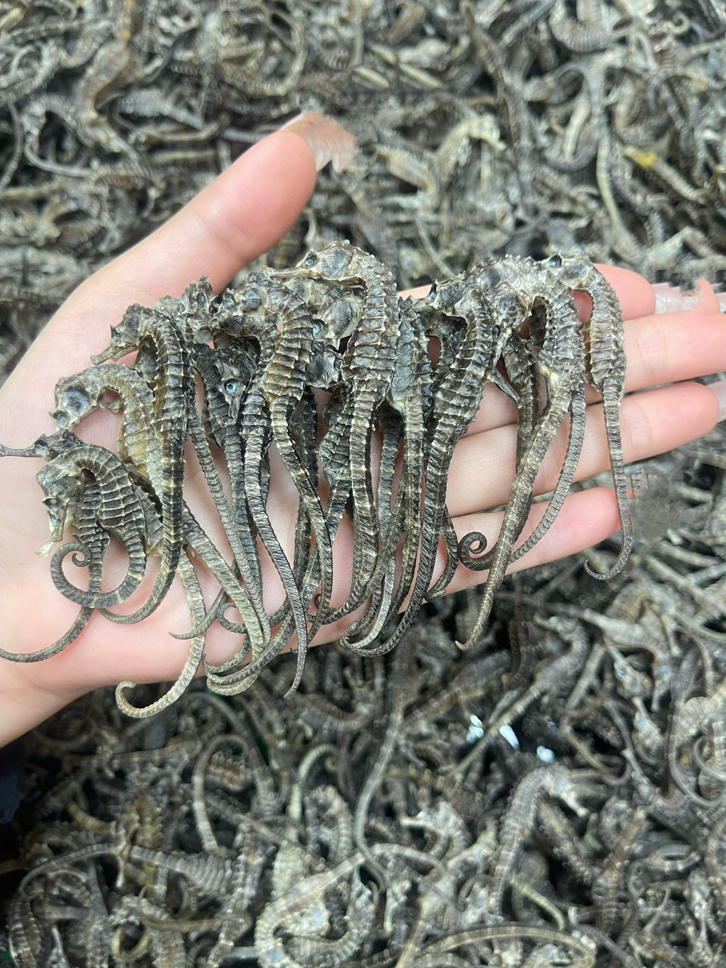 5克/只中药材泡酒正品海马干货中 药田七汤包