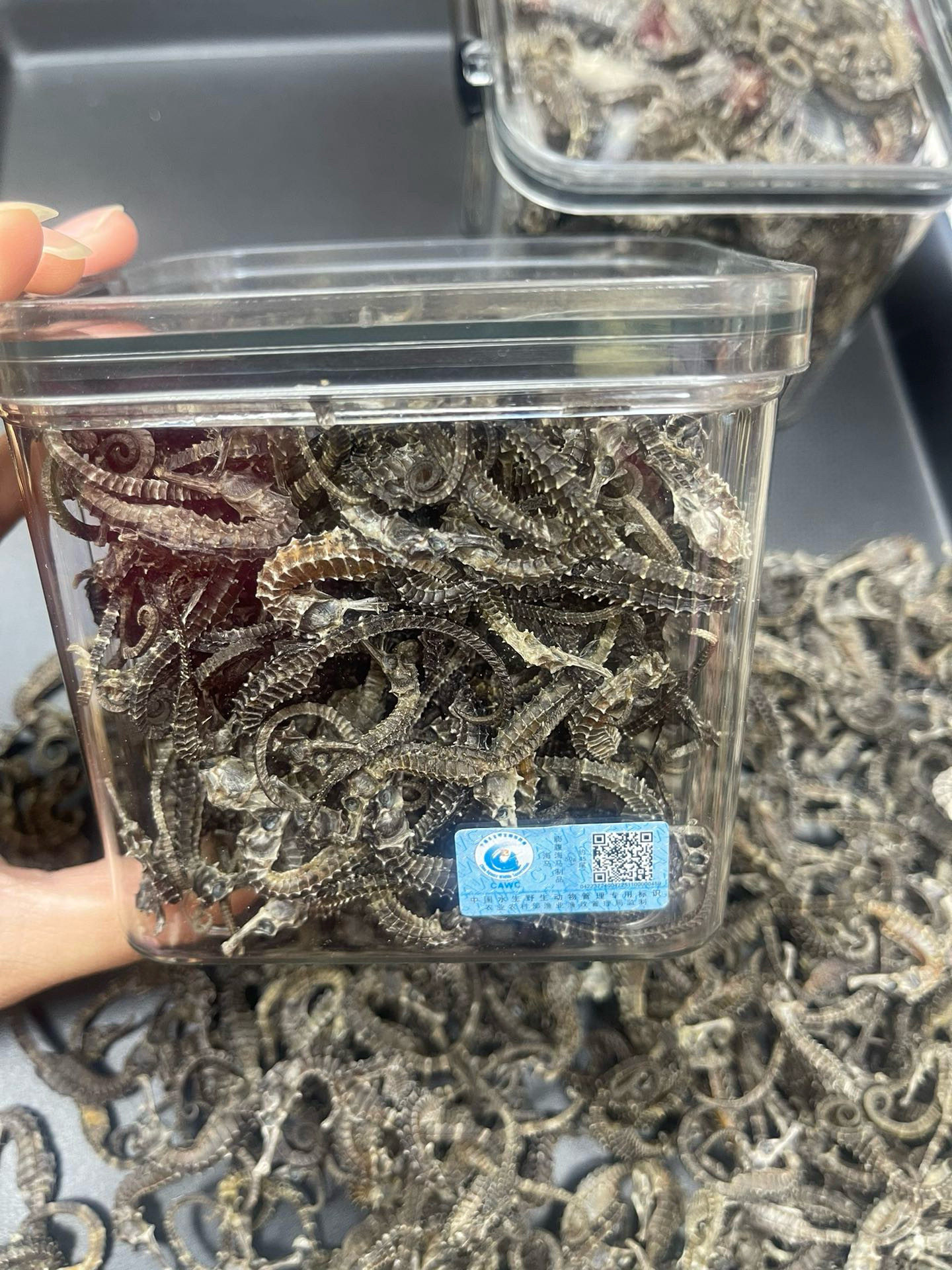 溯源码海马干中药材田七煲汤鹿茸泡酒料包打粉泡酒特价迷你马海马