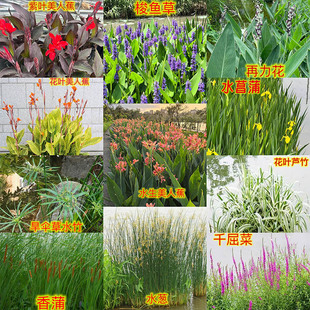 水培水生花卉美人蕉旱伞草水竹再力花黄菖蒲千屈菜苗池塘湿地植物