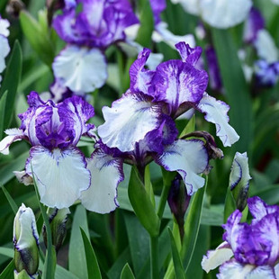 进口德国鸢尾种球多年生花苗耐旱较耐寒阳台盆栽庭院地栽花卉植物