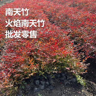火焰南天竹树苗别墅庭院耐寒盆栽易成活常青风景树丛生南天竺老桩