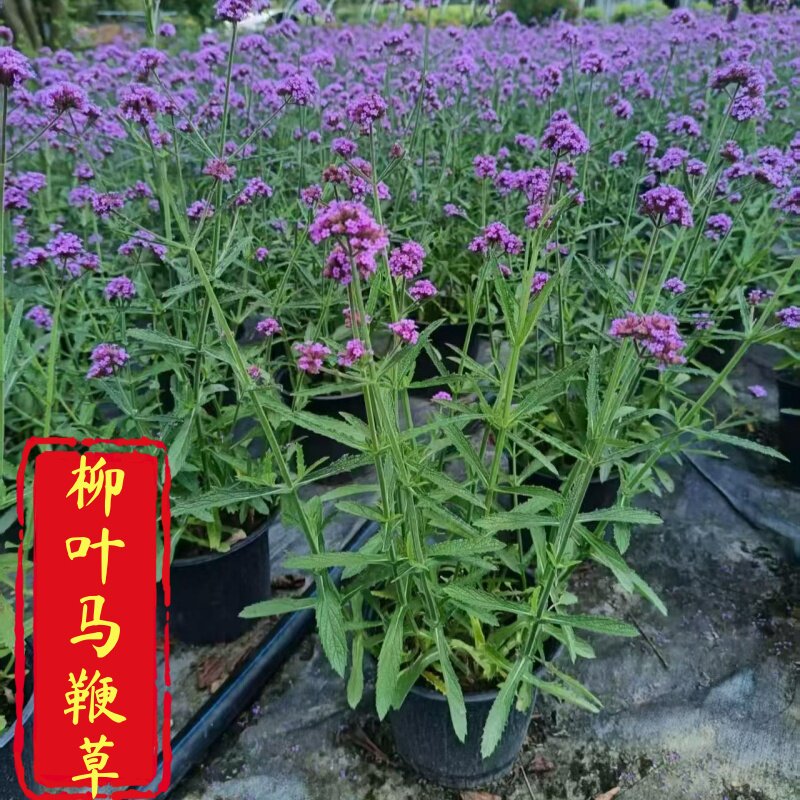 柳叶马鞭草盆栽花苗庭院花园花镜绿植物宿根花卉苗木多年生好养活